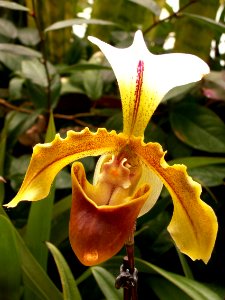 Paphiopedilum Leeanum, 2015-03-13, Phipps Conservatory, 01