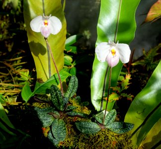 Paphiopedilum delenatii - Marie Selby Botanical Gardens - Sarasota, Florida - DSC00944