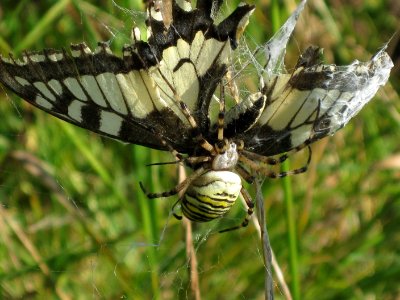 Papilio machaon (Old World Swallowtail) caught in the web of a Argiope bruennichi (Wasp Spider), Arnhem, the Netherlands