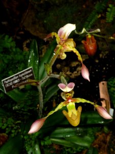 Paphiopedilum haynaldianum - United States Botanic Garden - DSC09514