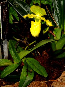 Paphiopedilum primulinum - United States Botanic Garden - DSC09510
