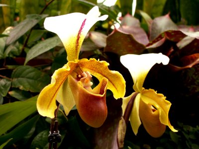 Paphiopedilum Leeanum, 2015-03-13, Phipps Conservatory, 02