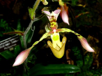 Paphiopedilum haynaldianum - United States Botanic Garden - DSC09515