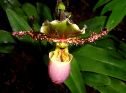 Paphiopedilum glaucophyllum - United States Botanic Garden - DSC09508