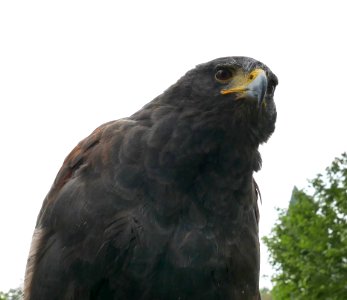 Parabuteo unicinctus 2018 02