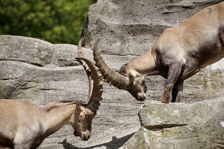 Mammal nature horns