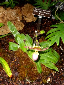 Paphiopedilum glaucophyllum - United States Botanic Garden - DSC09507