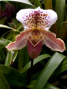 Paphiopedilum Via Casa Grande x Chans Temple, 2020-03-11, Phipps Conservatory