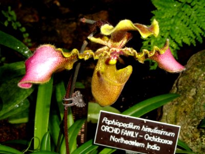 Paphiopedilum hirsutissimum - United States Botanic Garden - DSC09513