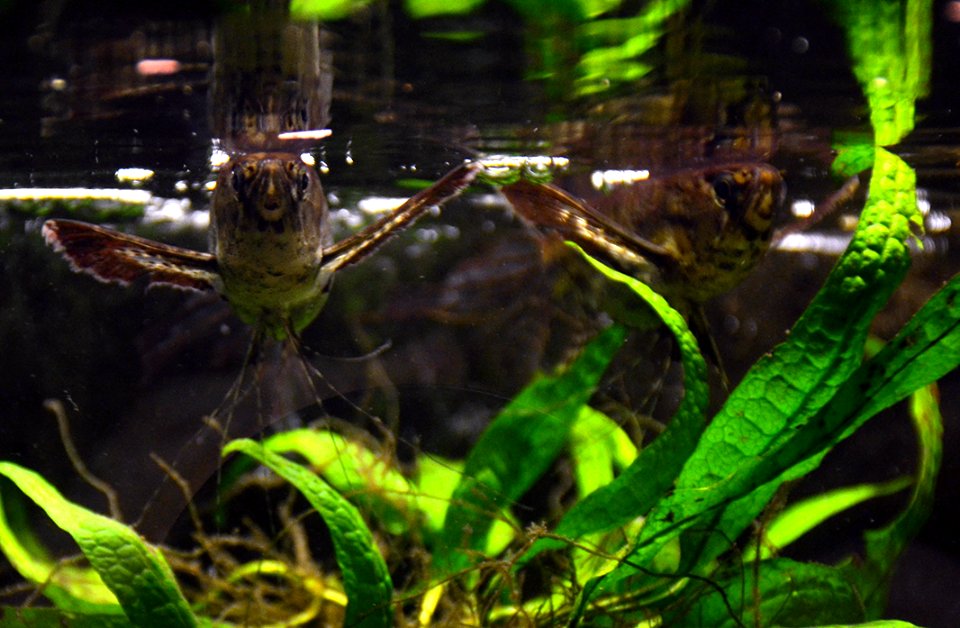 Pantodon buchholzi Köln Zoo 31122014 2