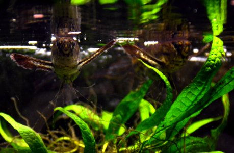 Pantodon buchholzi Köln Zoo 31122014 2