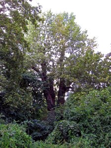 Pappel Schweinfurt, 2