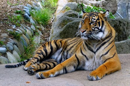 Panthera tigris sumatrae - San Francisco Zoo - San Francisco, CA - DSC03796