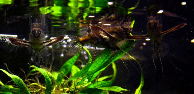 Pantodon buchholzi Köln Zoo 31122014 1