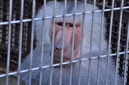 Papio hamadryas in Tobu Zoo Park 001