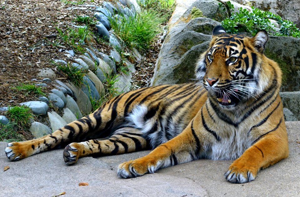 Panthera tigris sumatrae - San Francisco Zoo - San Francisco, CA - DSC03811