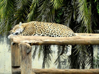 Panthera onca - Jardim Zoológico de Brasília - DSC09992