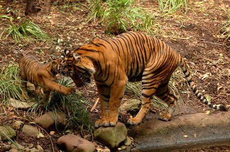 Panthera-tigris-sumatrae-20070224-057 photo