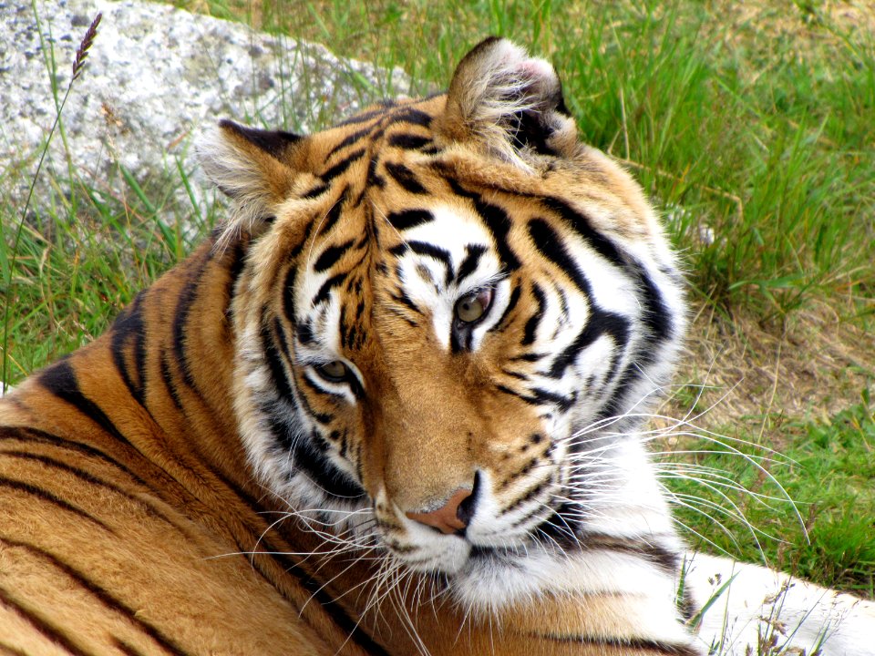 Panthera tigris tigris in Junsele