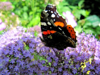 Papillon sur une fleur