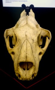 Panthera leo skull - Museu da Ciência da Universidade de Coimbra - University of Coimbra - Coimbra, Portugal - DSC09077