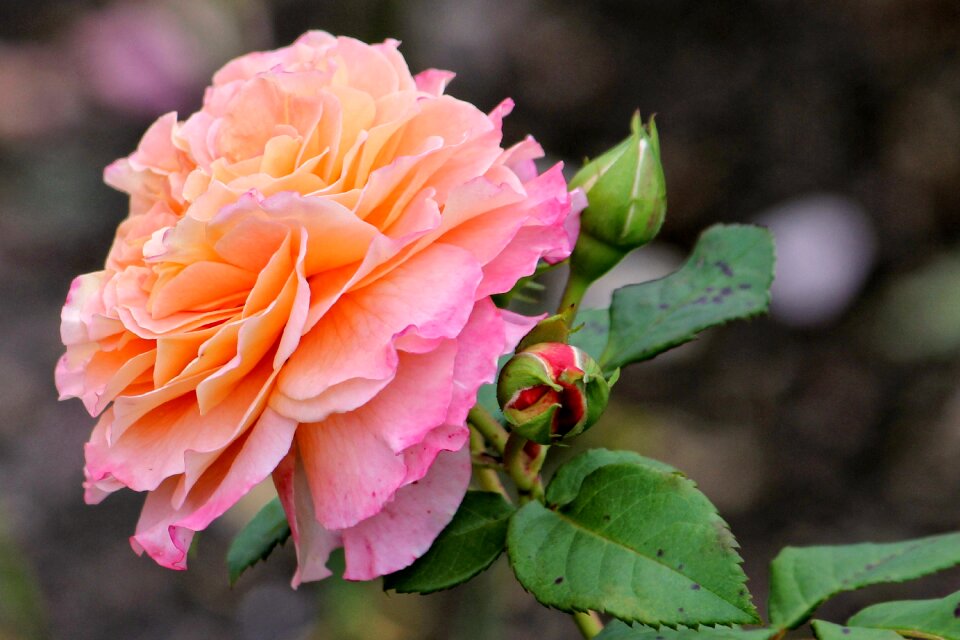 Blossom bloom orange