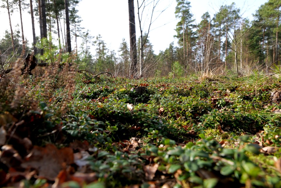 Parforceheide 2021-02-24 33