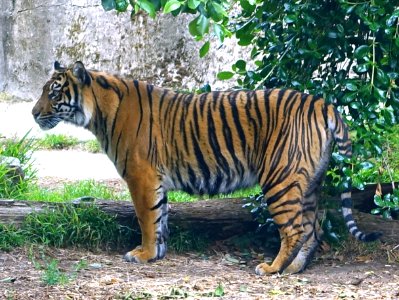 Panthera tigris sumatrae - San Francisco Zoo - San Francisco, CA - DSC03779