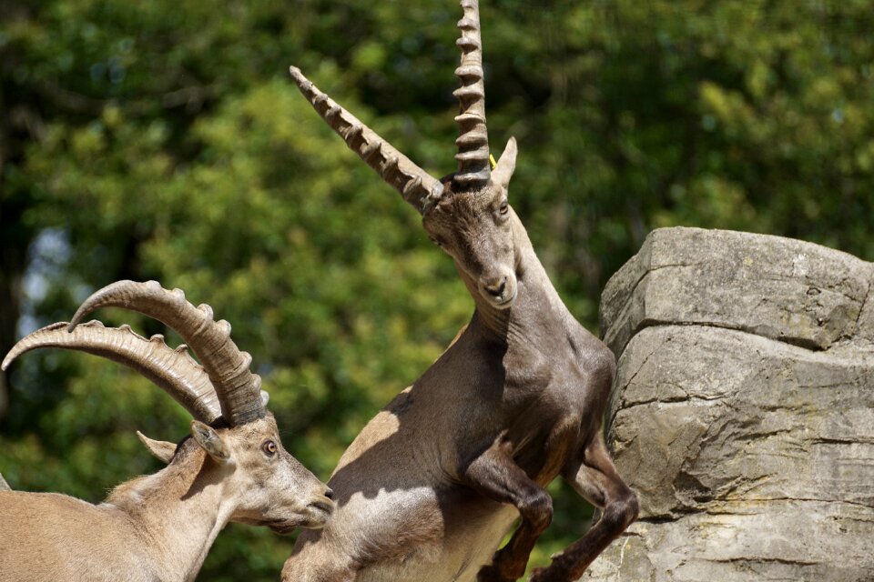 Mammal nature horns