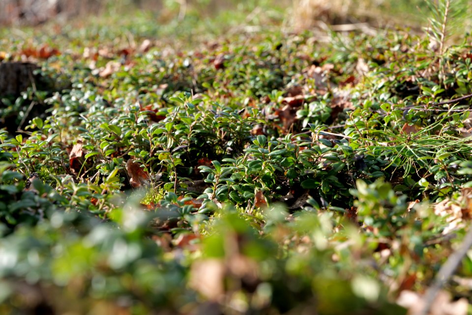 Parforceheide 2021-02-24 30