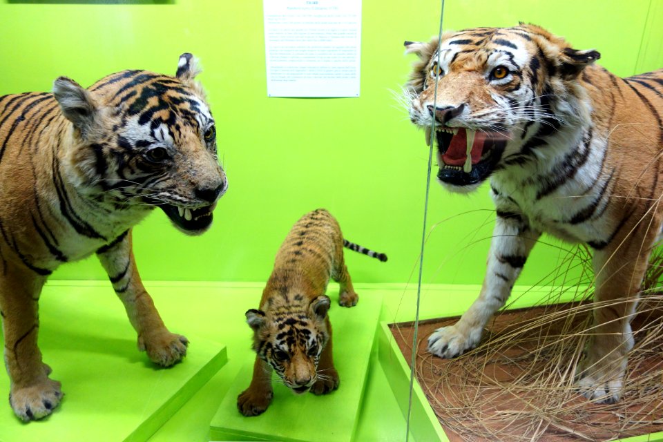 Panthera tigris - Museo Civico di Storia Naturale Giacomo Doria - Genoa, Italy - DSC02748
