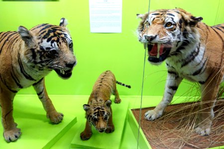 Panthera tigris - Museo Civico di Storia Naturale Giacomo Doria - Genoa, Italy - DSC02748
