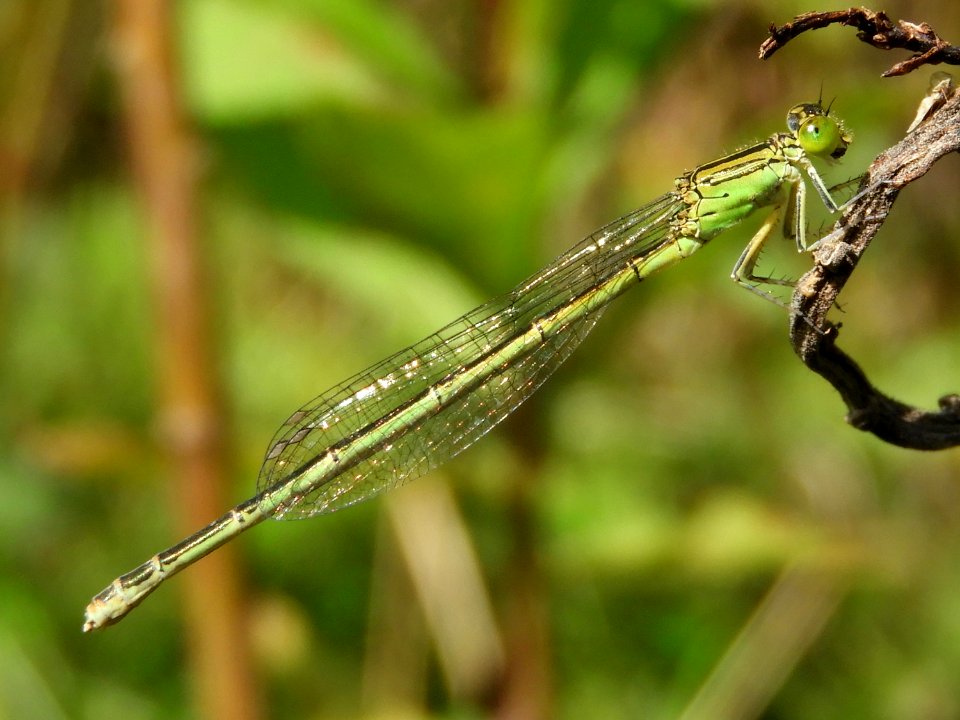 Paracercion hieroglyphicum(Female,Japan,2017.09.19,e)