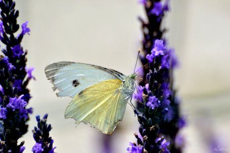 Papillon (155760879) photo