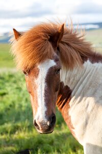 Equine horse horse head photo