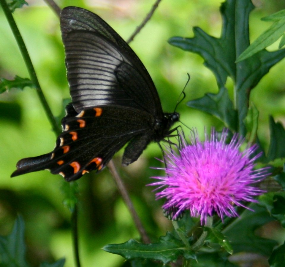 Papilio bianor and Thistle 2 2011-06-04