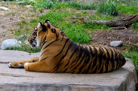 Panthera tigris sumatrae - San Francisco Zoo - San Francisco, CA - DSC03785