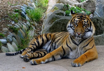 Panthera tigris sumatrae - San Francisco Zoo - San Francisco, CA - DSC03801