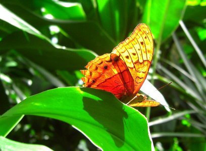 Papillon orange sur une plante