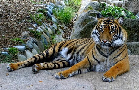 Panthera tigris sumatrae - San Francisco Zoo - San Francisco, CA - DSC03813