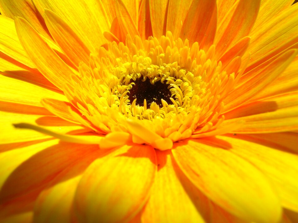 Blossom bloom nature
