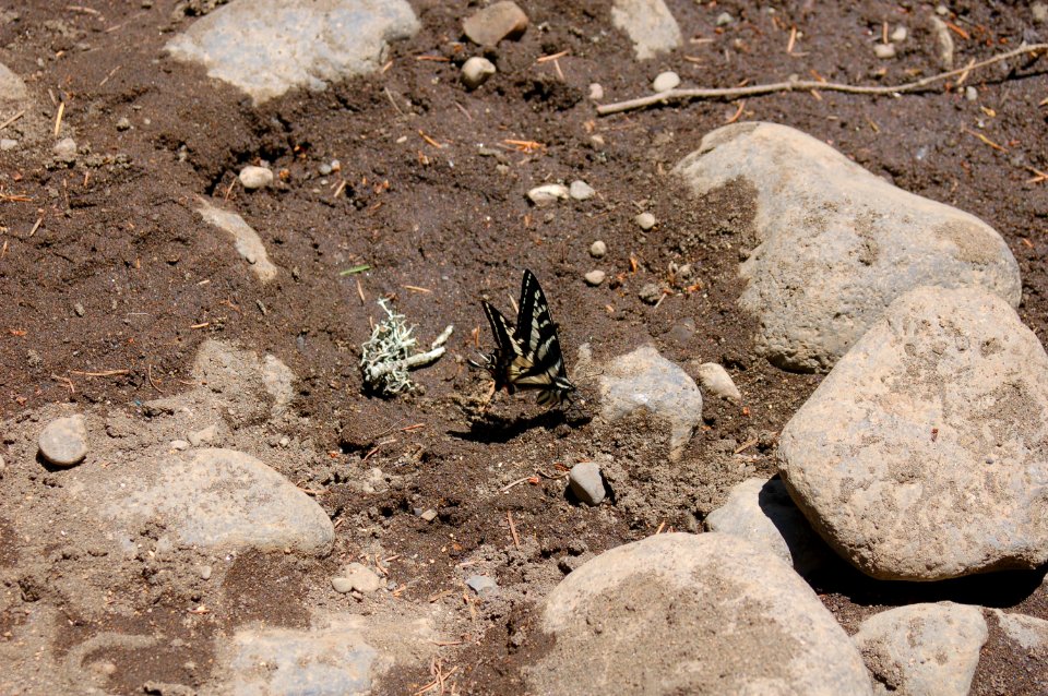 Papilionidae eurymedon on creek bank 2