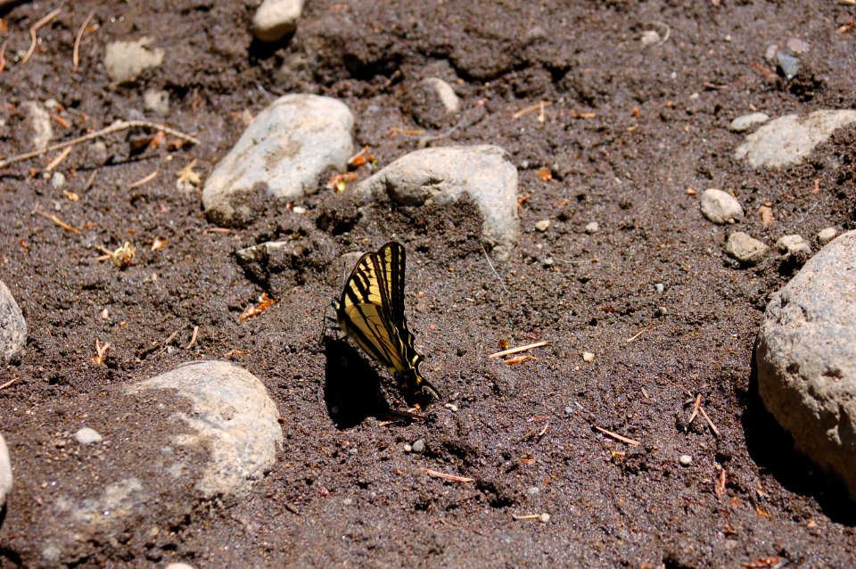 Papilio rutulus on creek bank