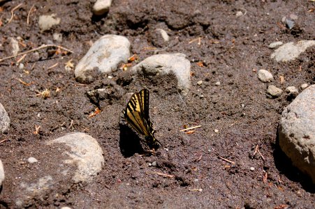 Papilio rutulus on creek bank