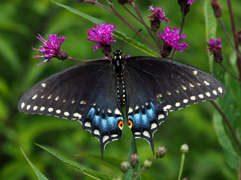 Papilio polyxenes 89979828