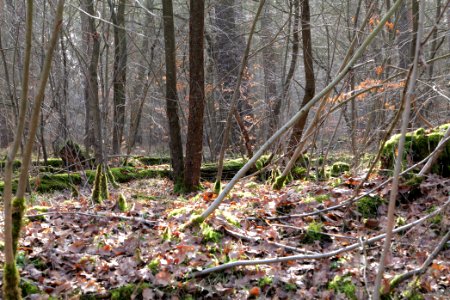 Parforceheide 2021-02-24 06