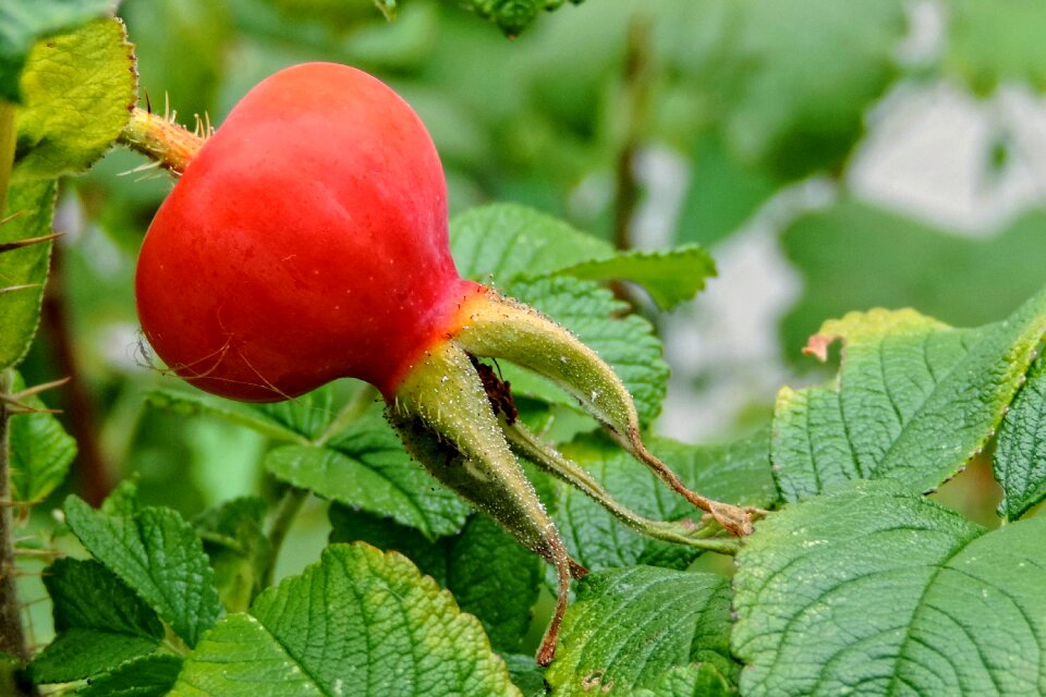 Wild rose rosa rugosa roses