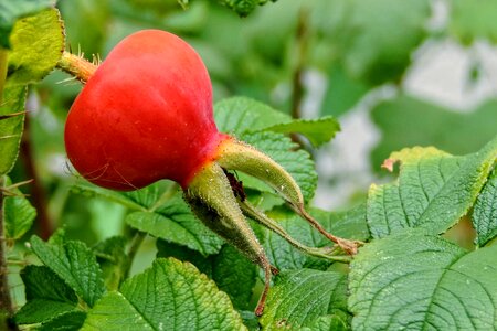 Wild rose rosa rugosa roses