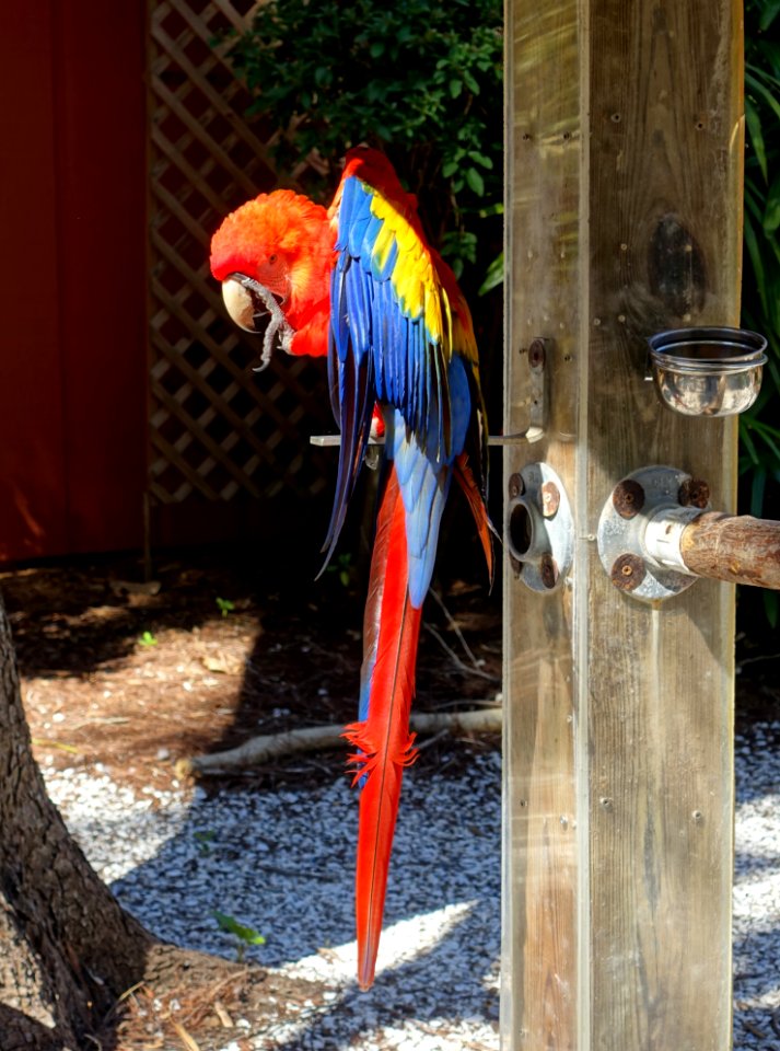 Parrot - Sarasota Jungle Gardens - Sarasota, Florida - DSC02048