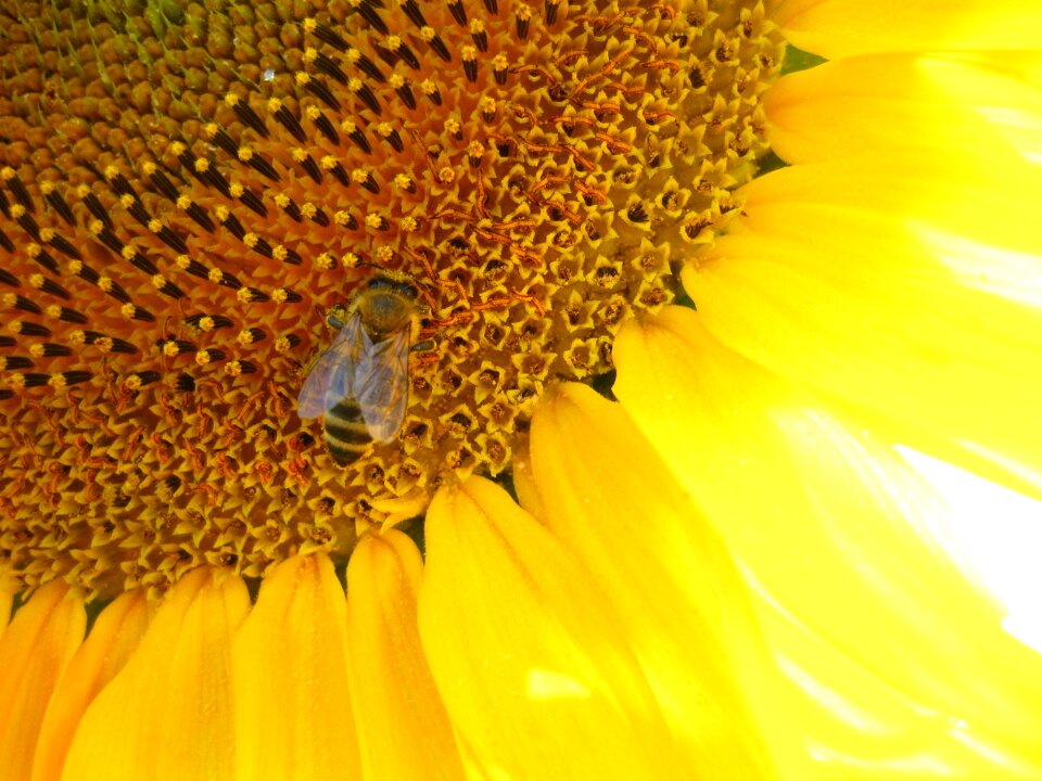 Summer flower blossom